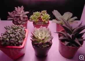 plant grow strip light.jpg plant grow strip light.jpg